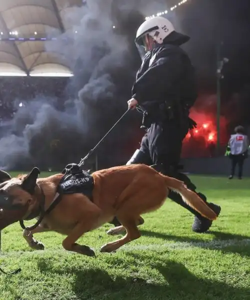 Guardiani a quattro zampe: le foto dei cani poliziotto