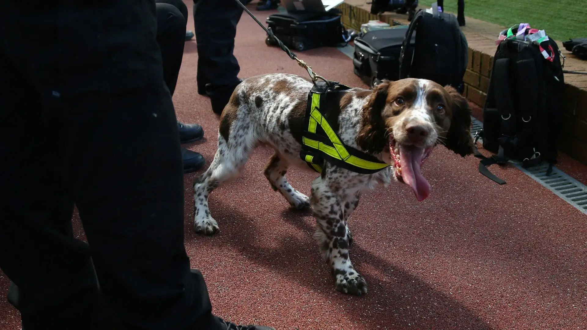 Gli addestratori lavorano costantemente con i cani poliziotto per mantenere e migliorare le loro competenze di ricerca e rilevamento
