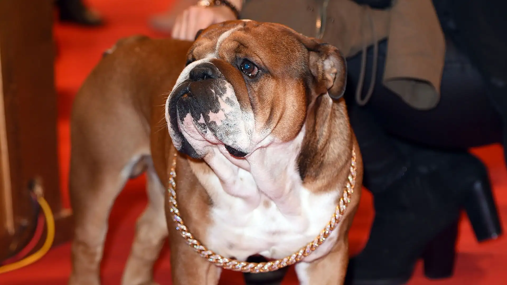 Roscoe lo seguirà anche in questa nuova avventura
