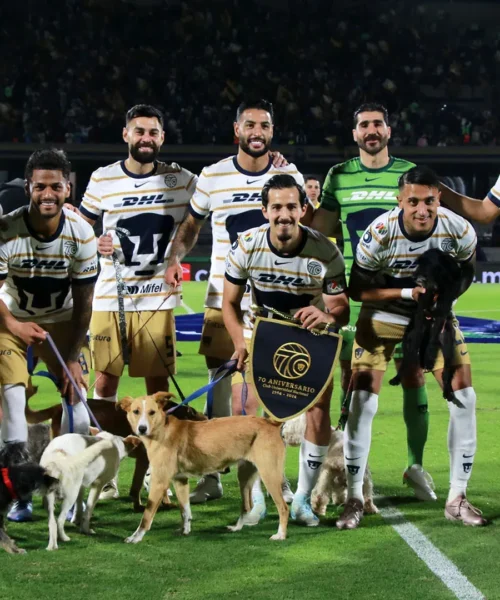 Giocano anche loro? I calciatori entrano in campo con dei cani, le foto