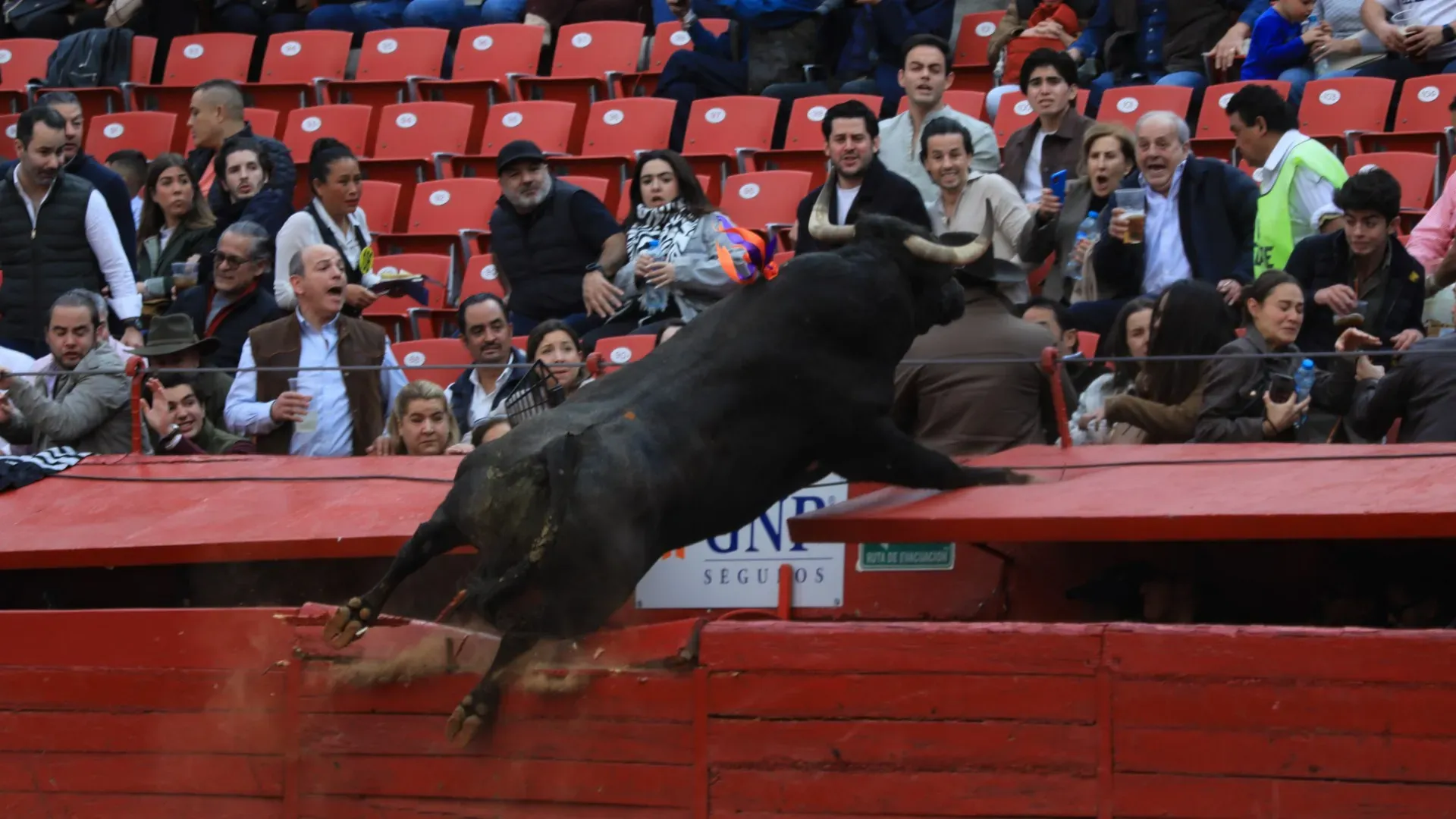 Il toro rompe la barriera e il pubblico scappa

