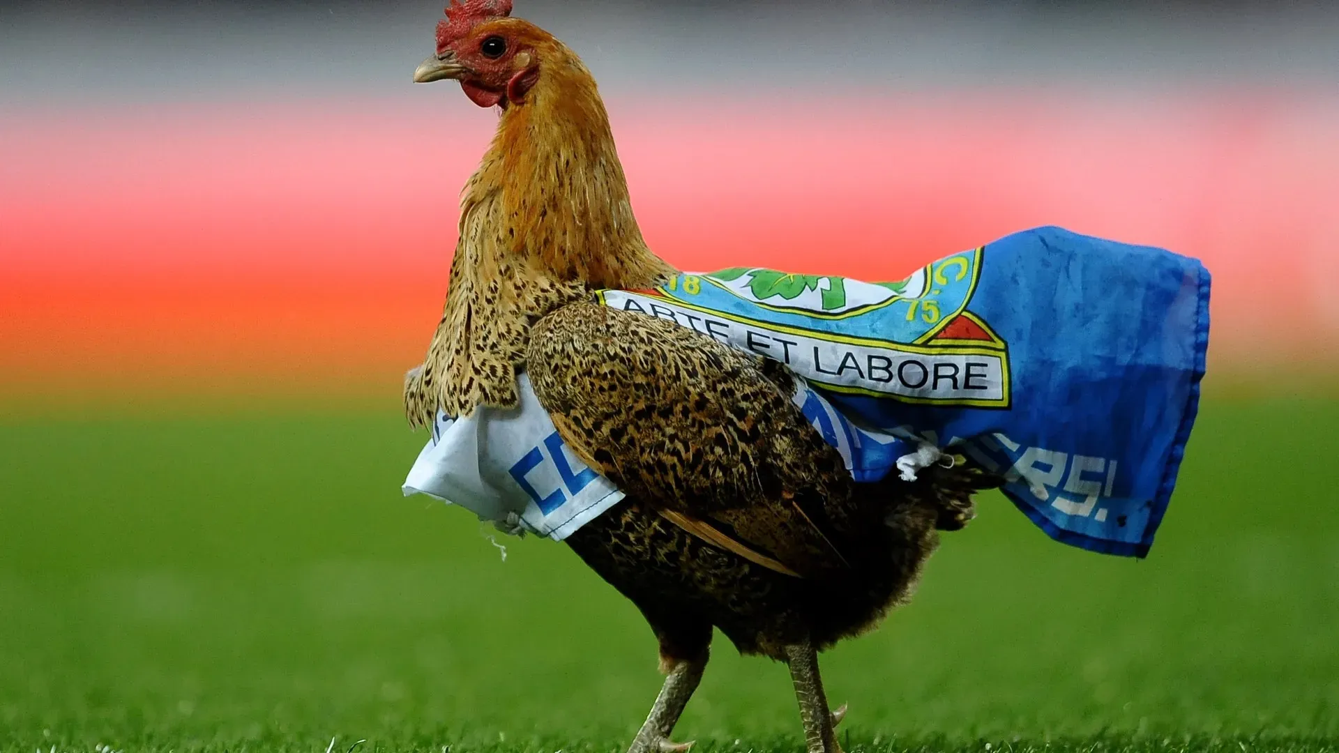 Al pennuto è stata legata una piccola bandiera del Blackburn
