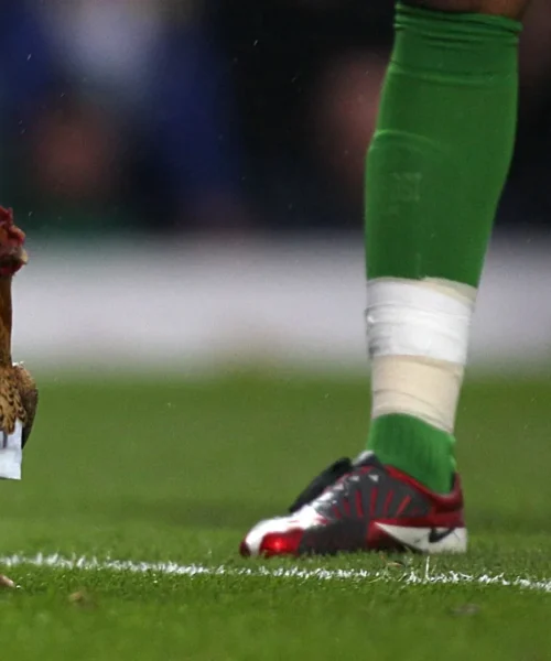 Lanciano una gallina in campo: le foto della singolare protesta dei tifosi