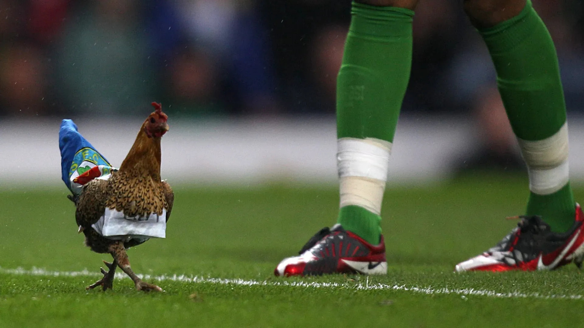 Lanciano una gallina in campo: le foto della singolare protesta
