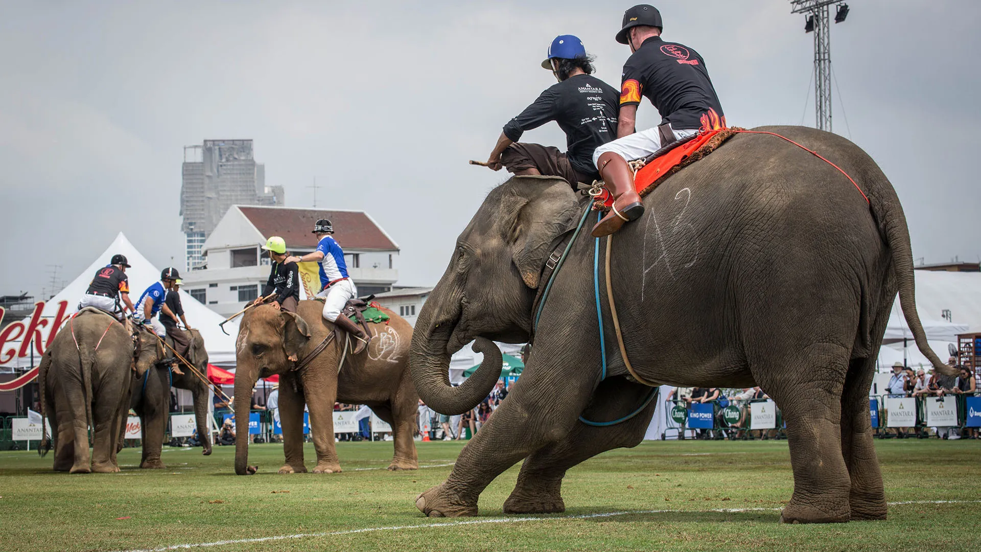 Il Polo sull'elefante è nato a Meghauli, in Nepal

