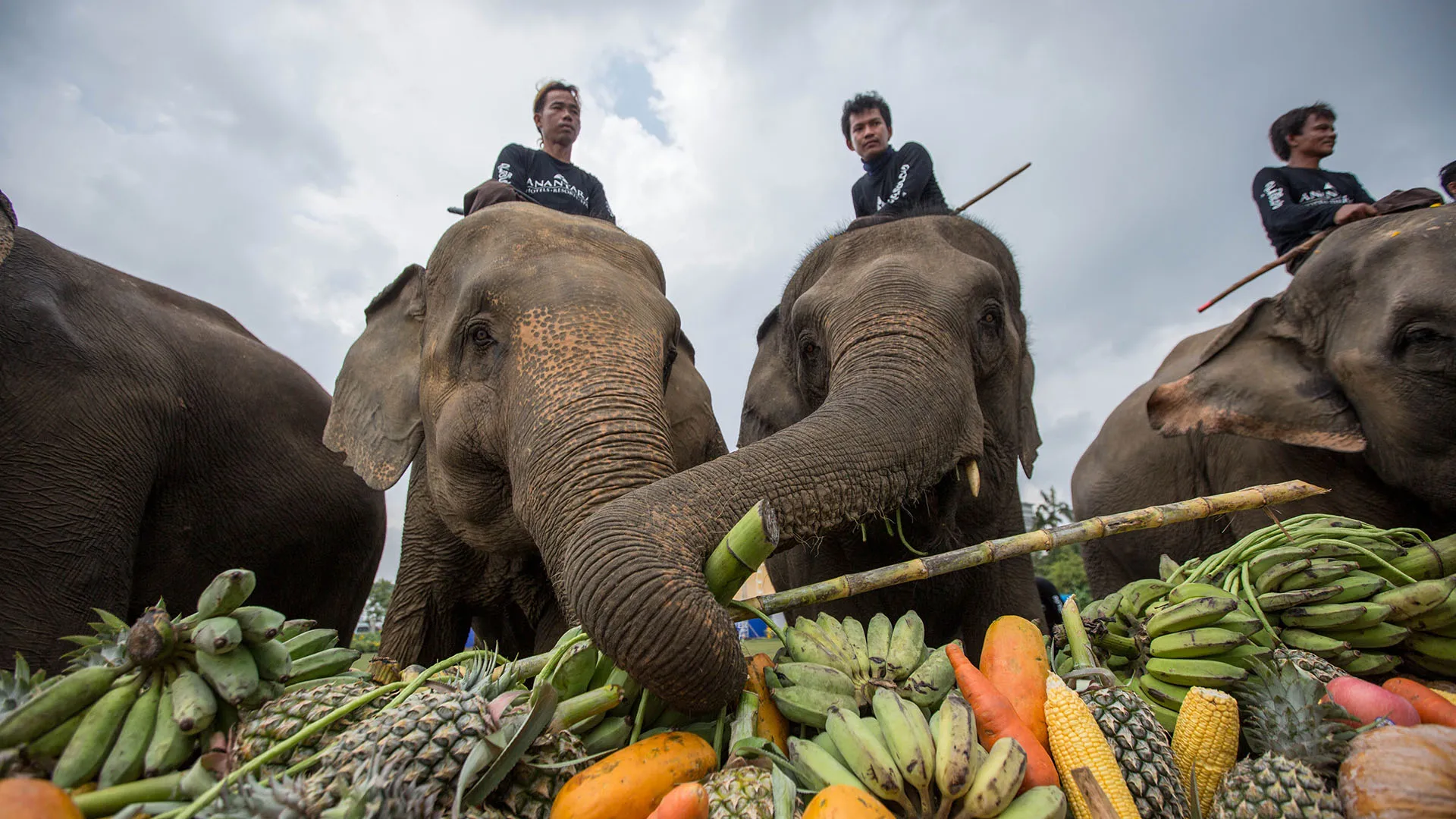 Le competizioni di elephant polo che ancora si svolgono sono sorvegliate dalla WEPA, che vigila sul benessere degli elefanti e sul gioco
