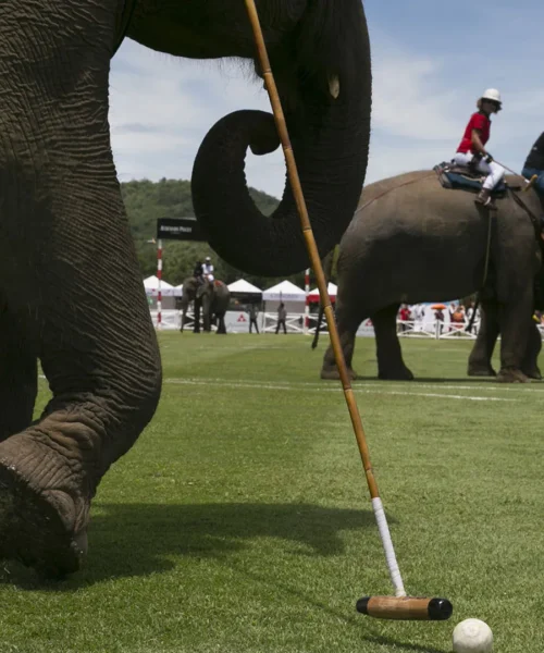 Elephant Polo: storia e polemiche di uno sport molto criticato. Immagini