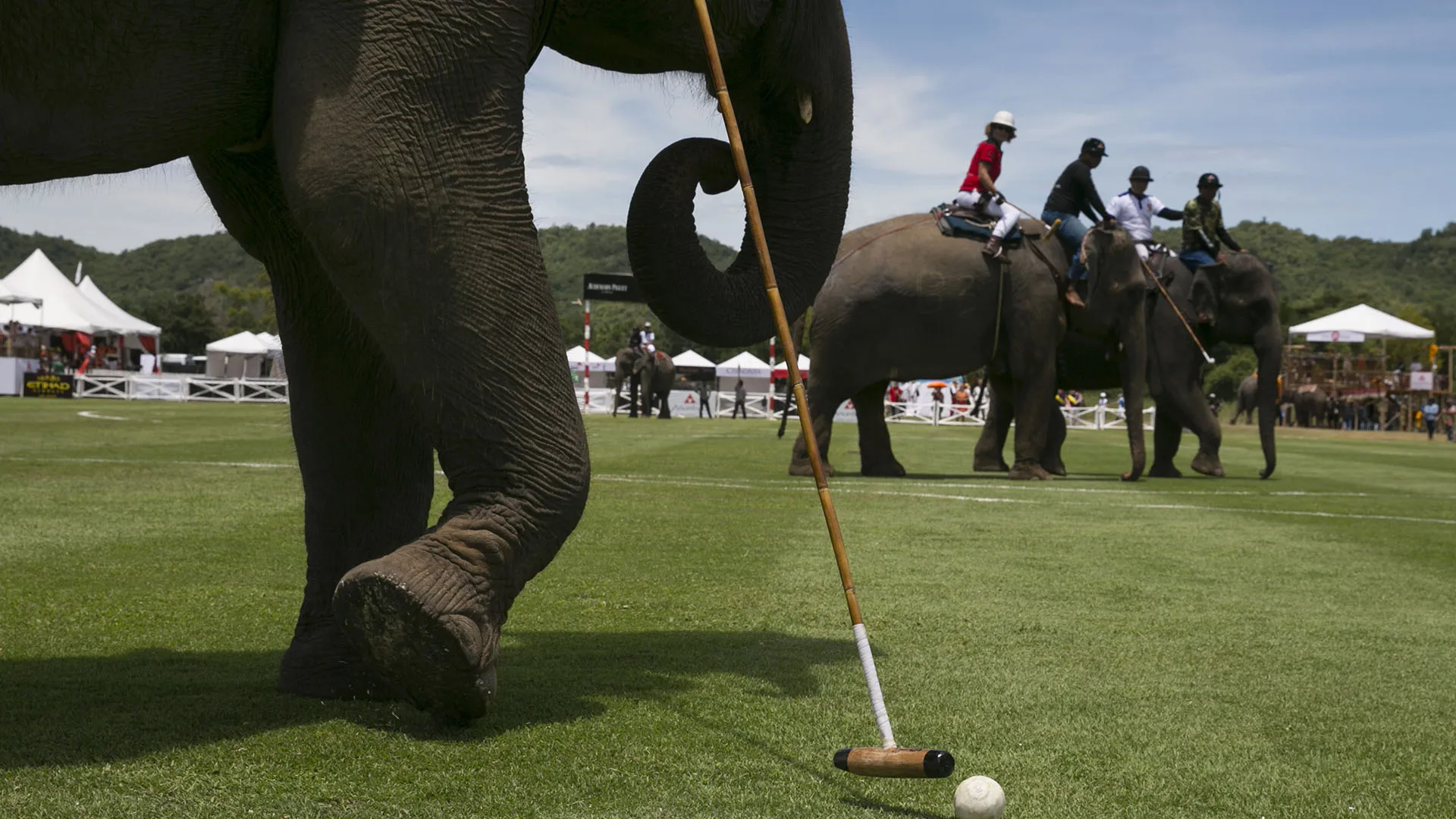 Elephant Polo: storia e polemiche di uno sport molto criticato
