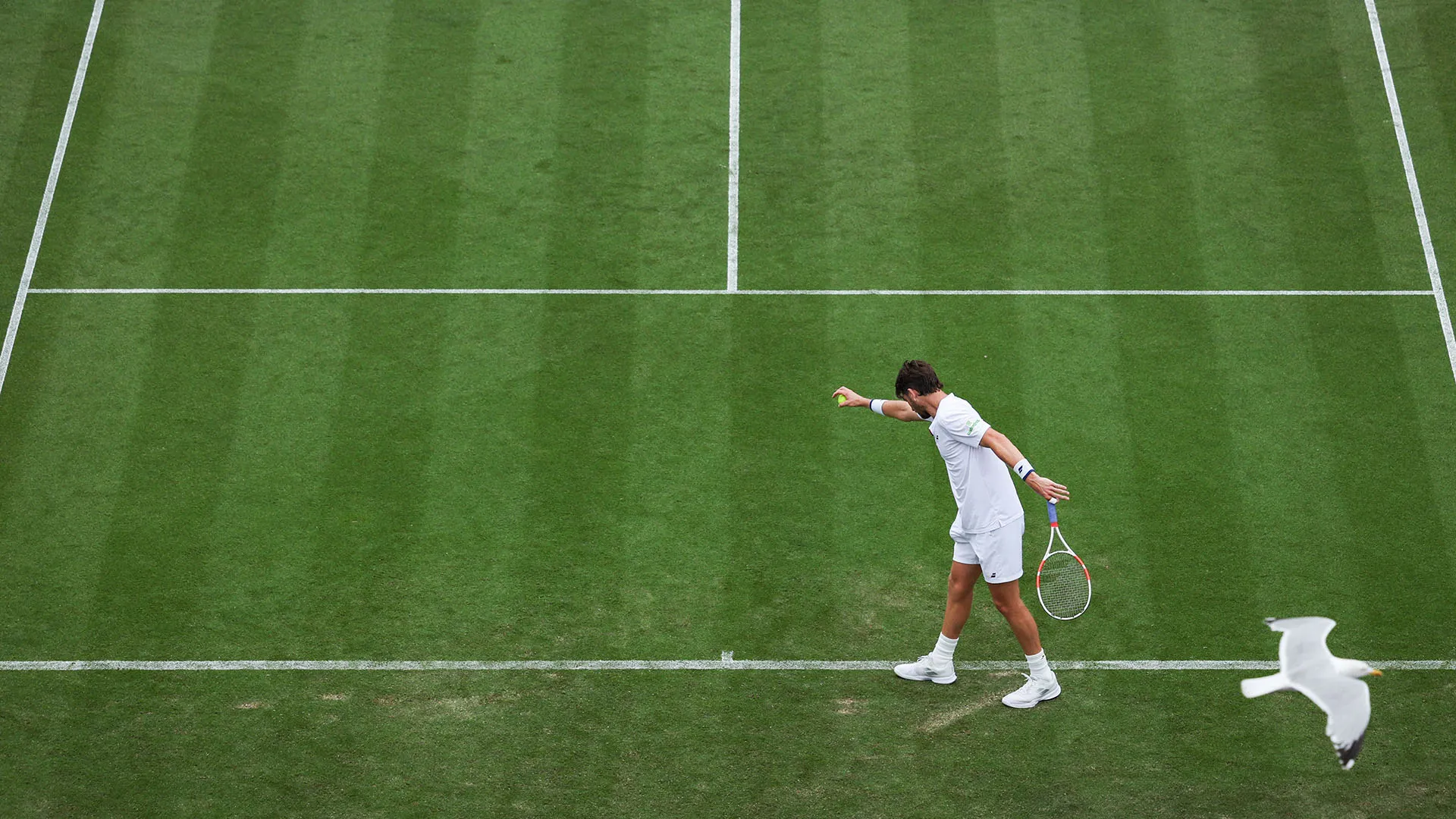 L'uccello volteggia spesso sopra il campo di gioco e in diverse occasioni sfiora i tennisti
