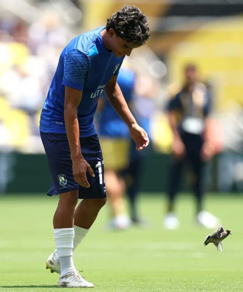 Problema in campo: c’è un intruso, ecco le foto