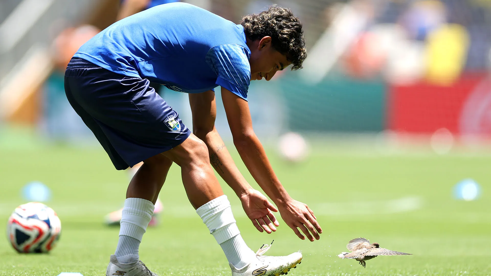 Un piccolo uccello si è posato in campo e non riusciva ad andarsene
