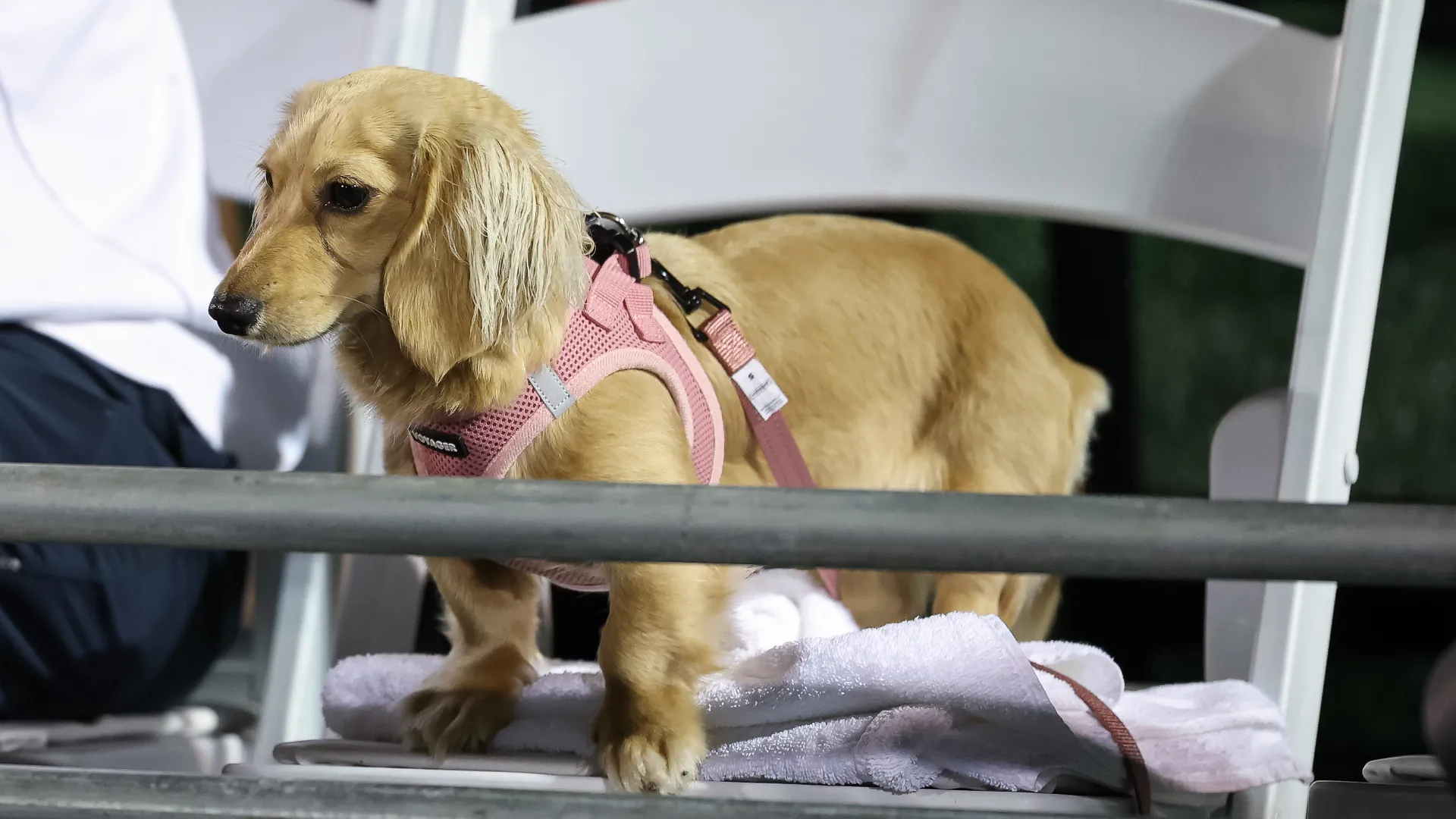 La cagnolina ha assistito con grande interesse alla sfida tra la Kalinskaya e la Tauson, o forse era più attratta dalla pallina...