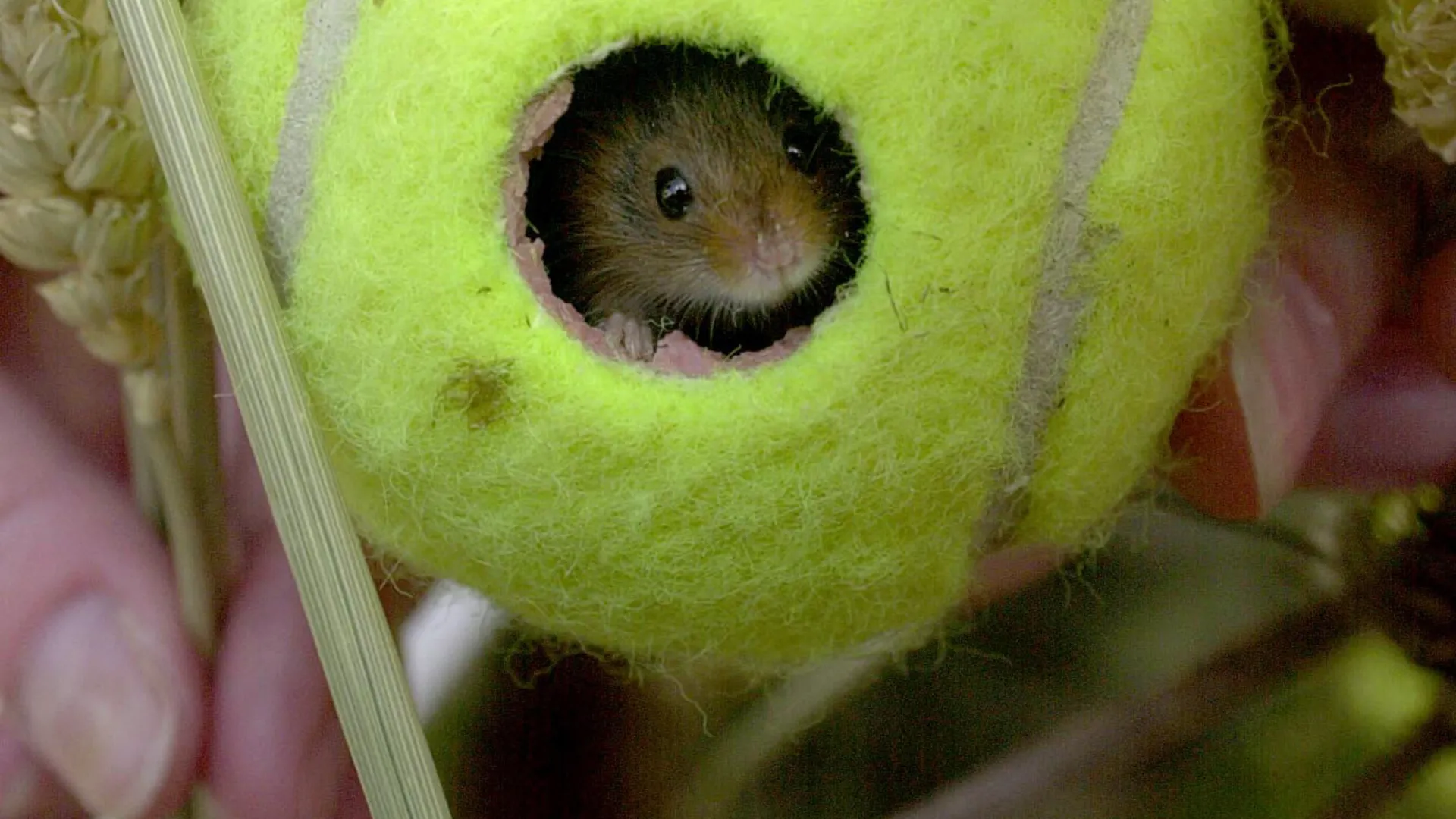Splendida l'iniziativa dell'All England Lawn Tennis Club con Wildlife Trusts
