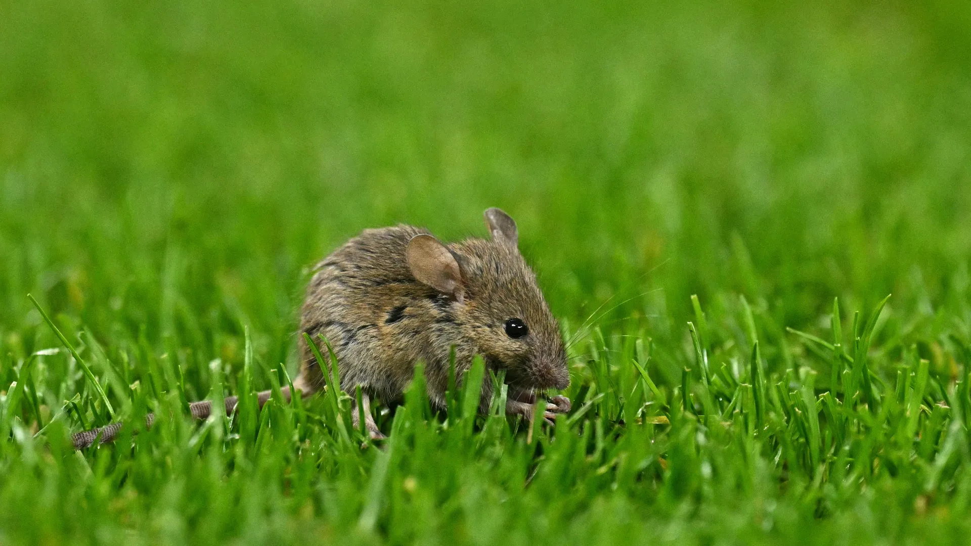 I piccoli animaletti sono già a rischio per la perdita di habitat dovuta all'agricoltura intensiva e alle inondazioni
