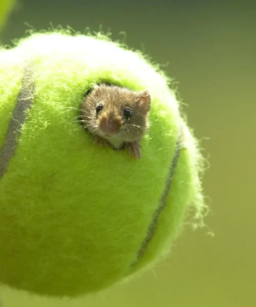 Wimbledon, le palline diventano case per dolcissimi topi. Le immagini