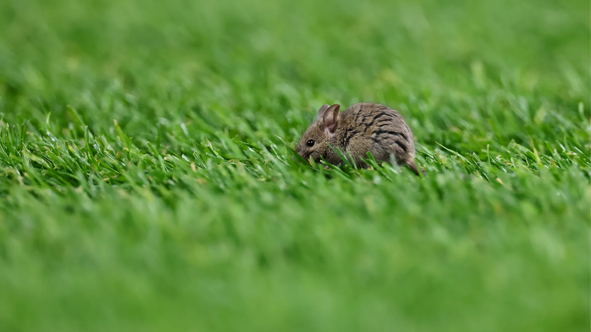 Un'iniziativa da applausi organizzata da All England Lawn Tennis Club con Wildlife Trusts
