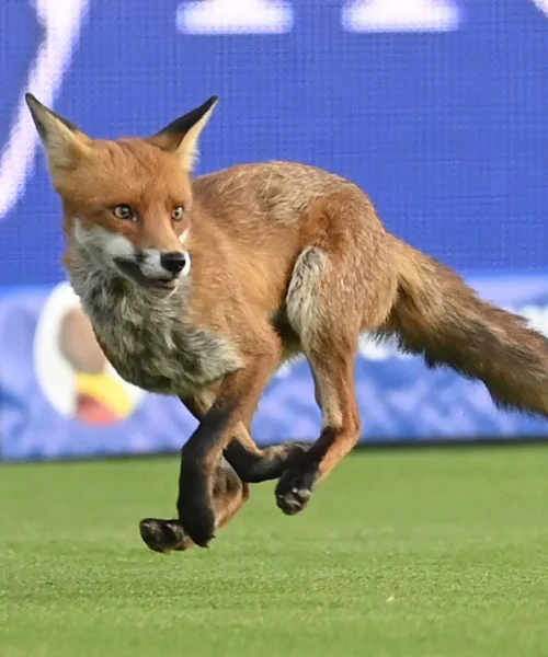 Gioco interrotto: c’è una volpe in campo! Le immagini