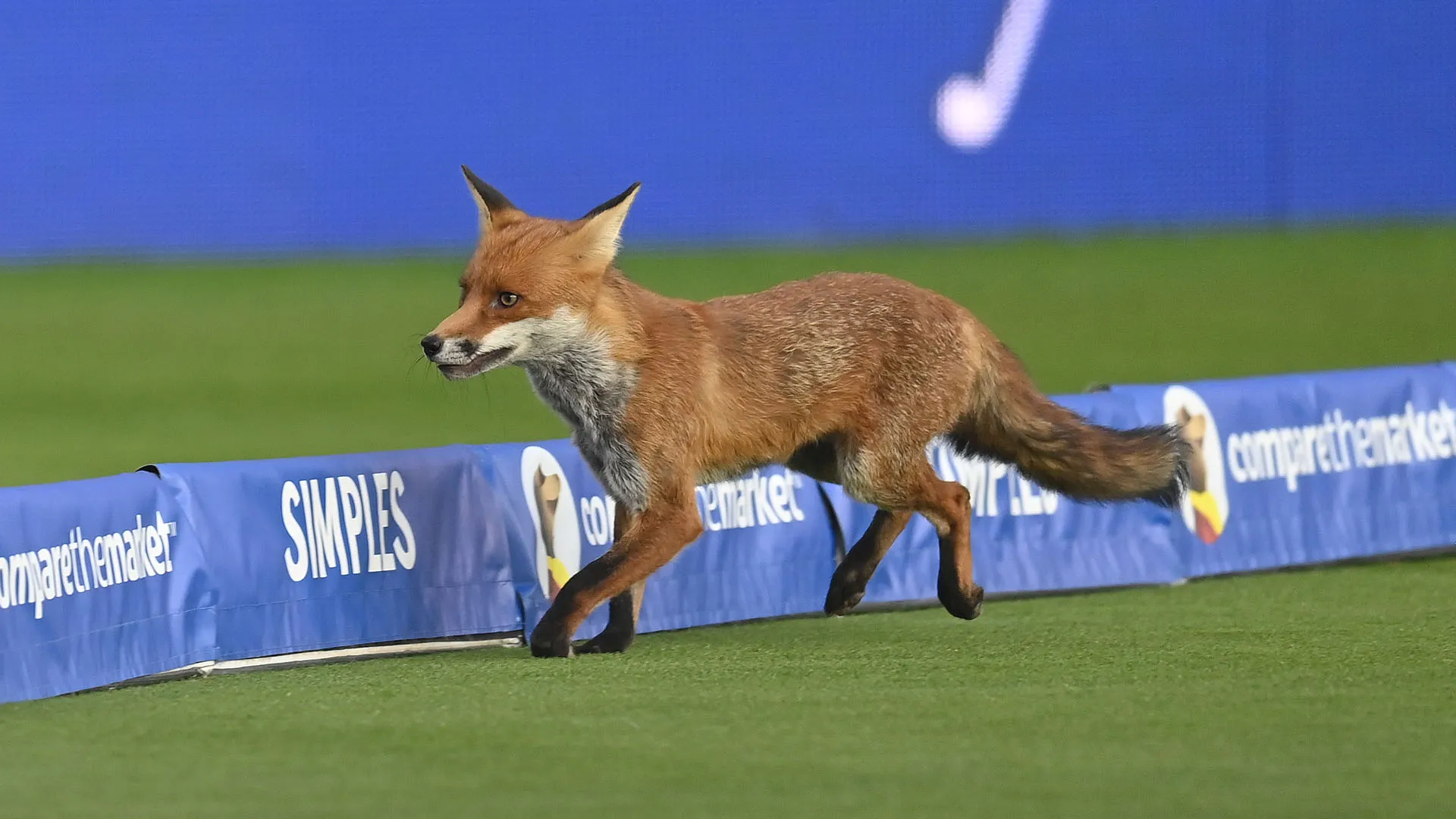 L'animale ha corso per tutto il campo prima di riuscire a trovare una via d'uscita