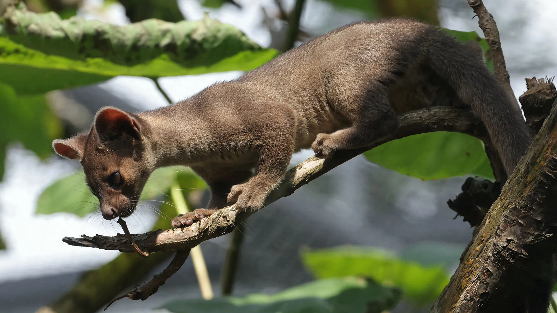 Si tratta del predatore più importante del Madagascar
