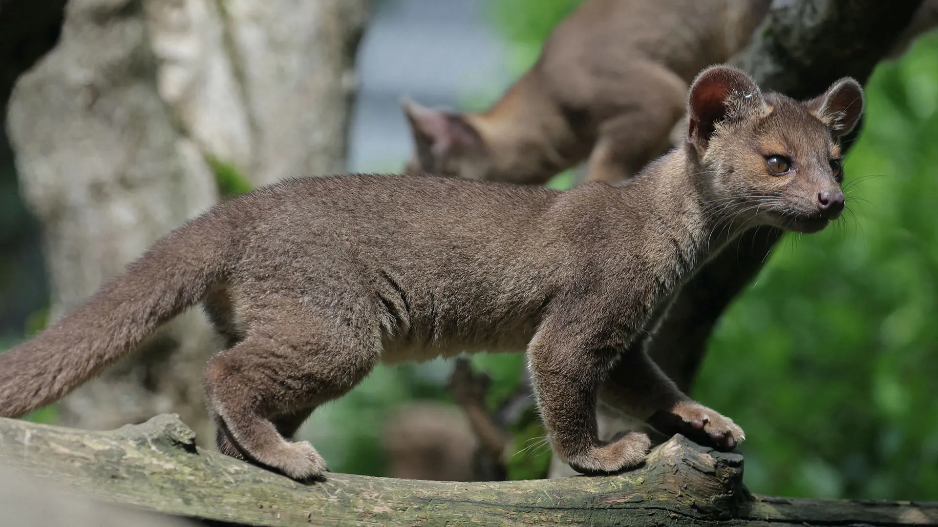 Evento storico allo zoo di Napoli, dove sono nati 4 cuccioli di Fossa del Madagascar
