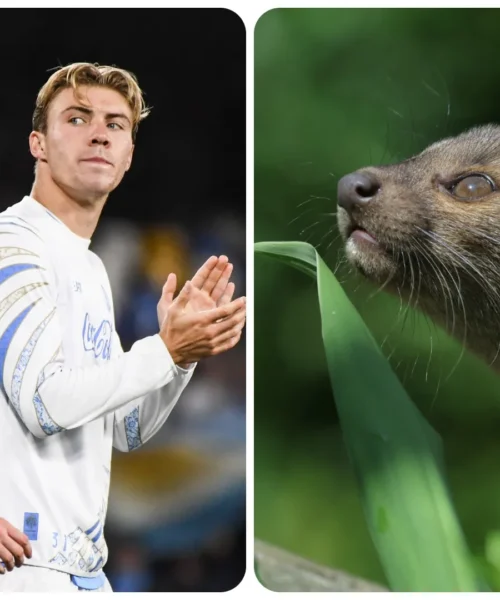 Rasmus Hojlund e Kevin De Bruyne diventano degli animali: le foto