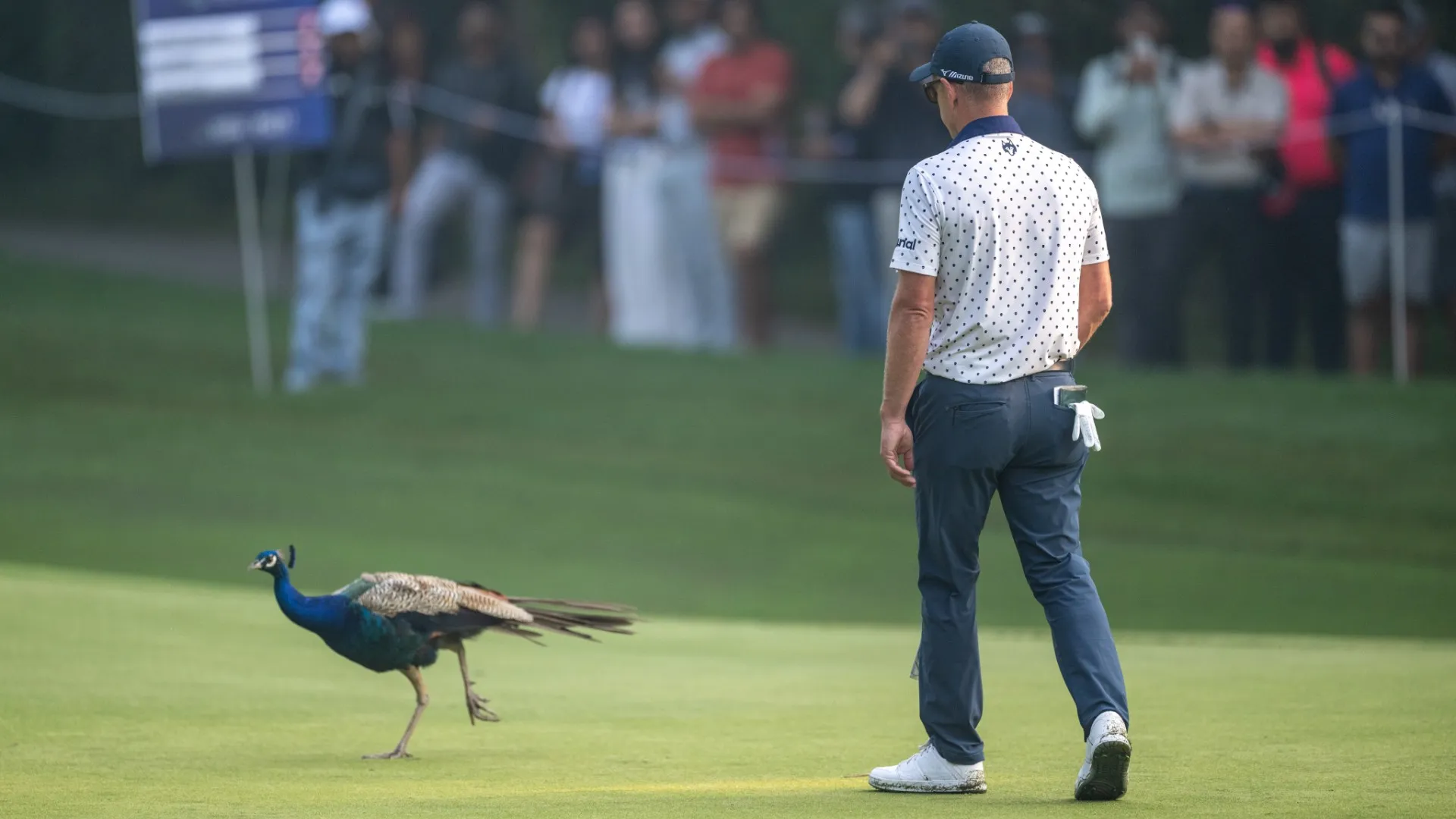 Invasione di campo piuttosto particolare durante il secondo giorno del DP World India Championship