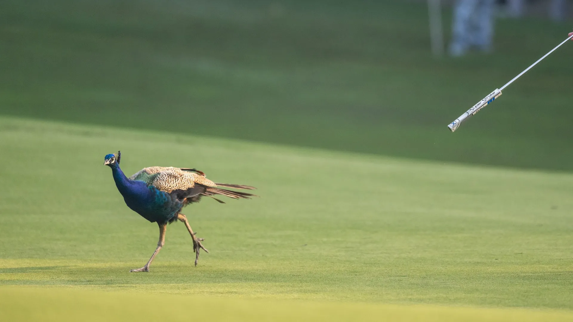 L'uccello non aveva nessuna intenzione di abbandonare il campo
