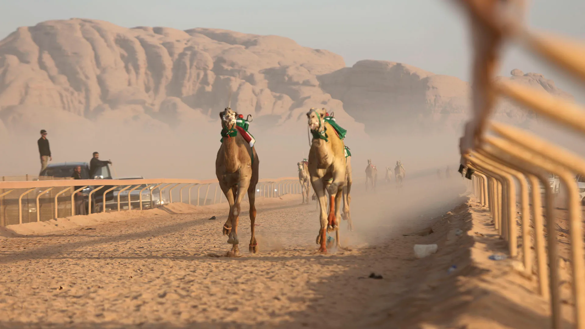 "... possedere un giorno il cammello più costoso del mondo sarebbe un momento meraviglioso che chiude un cerchio"