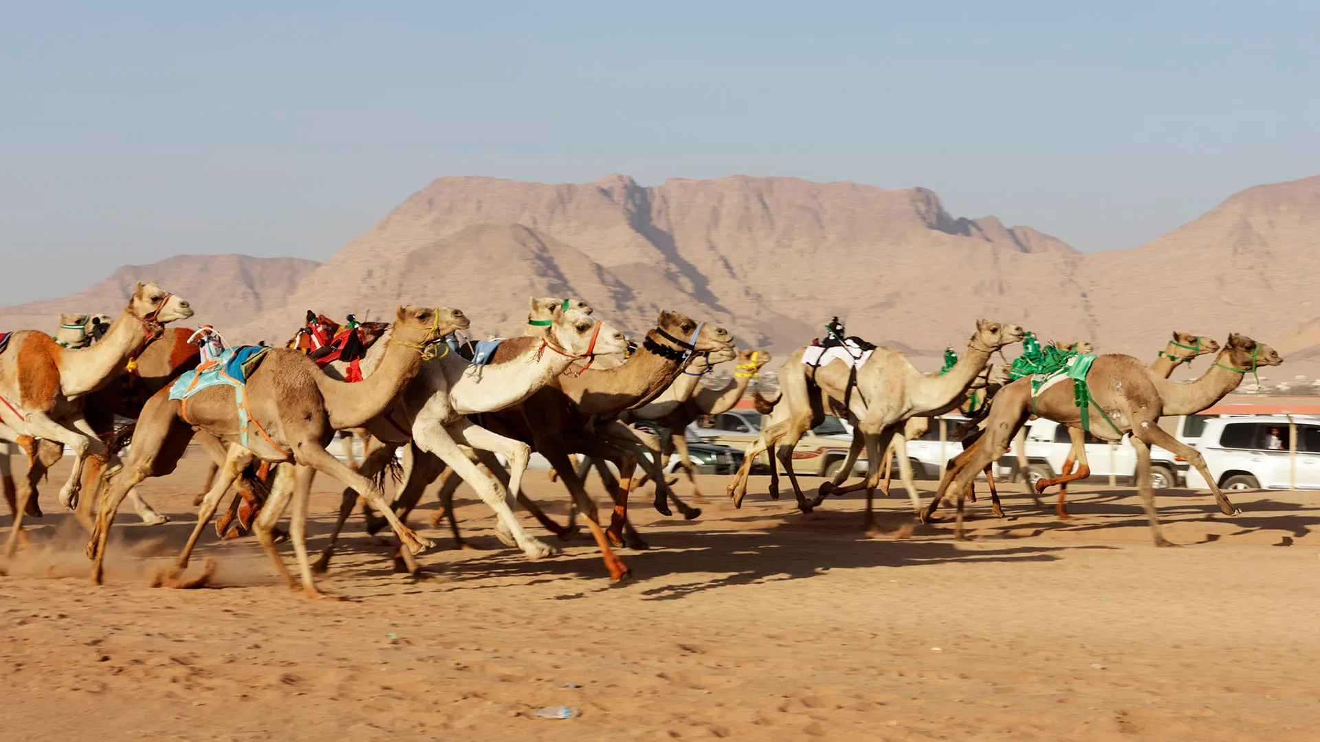 Questi eventi si tengono negli Emirati Arabi Uniti e nei Paesi del Golfo, dove sono molto popolari