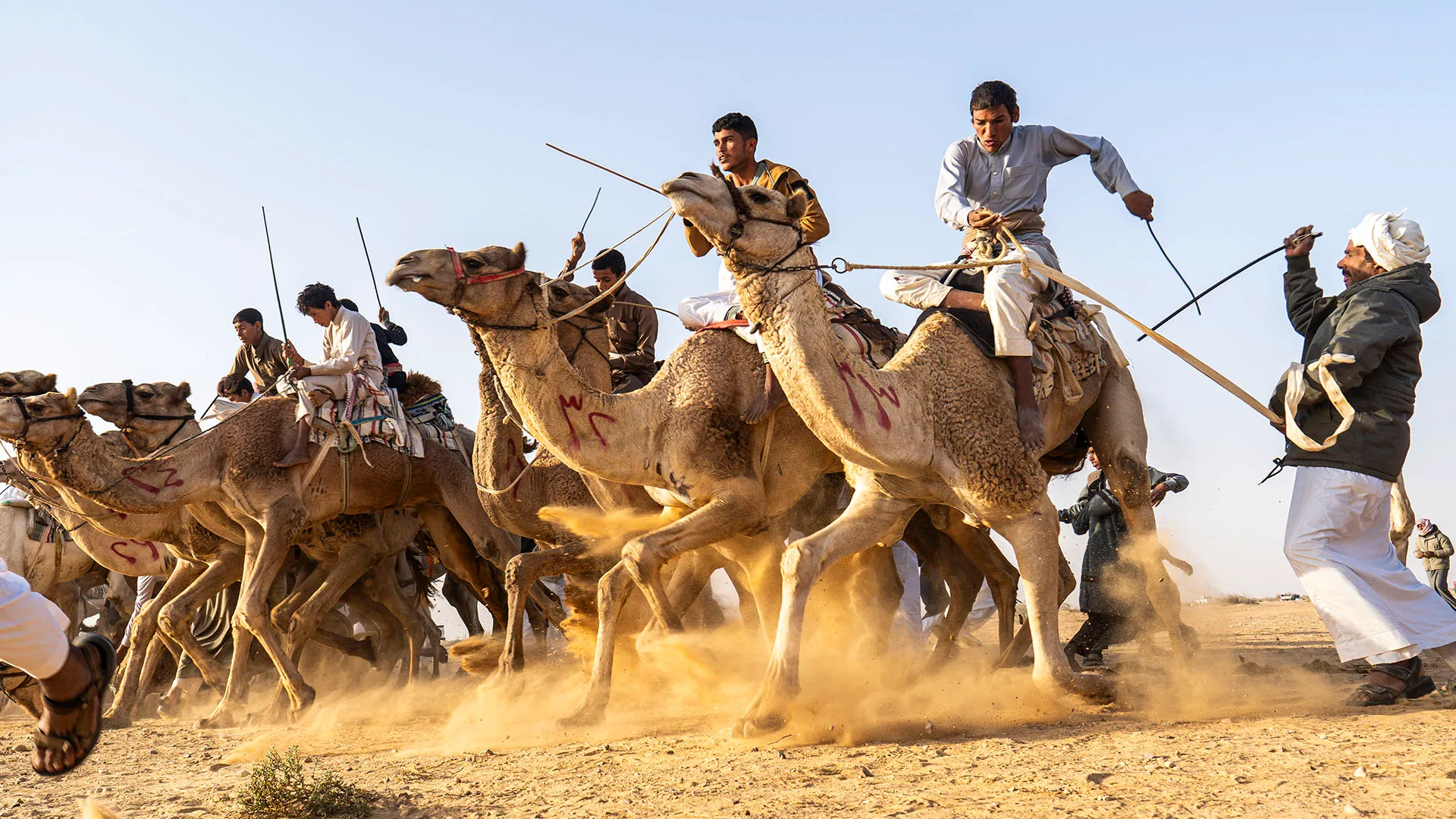 La stella del Monaco è diventato azionista di Al Haboob, la prima squadra professionistica di corse di cammelli al mondo
