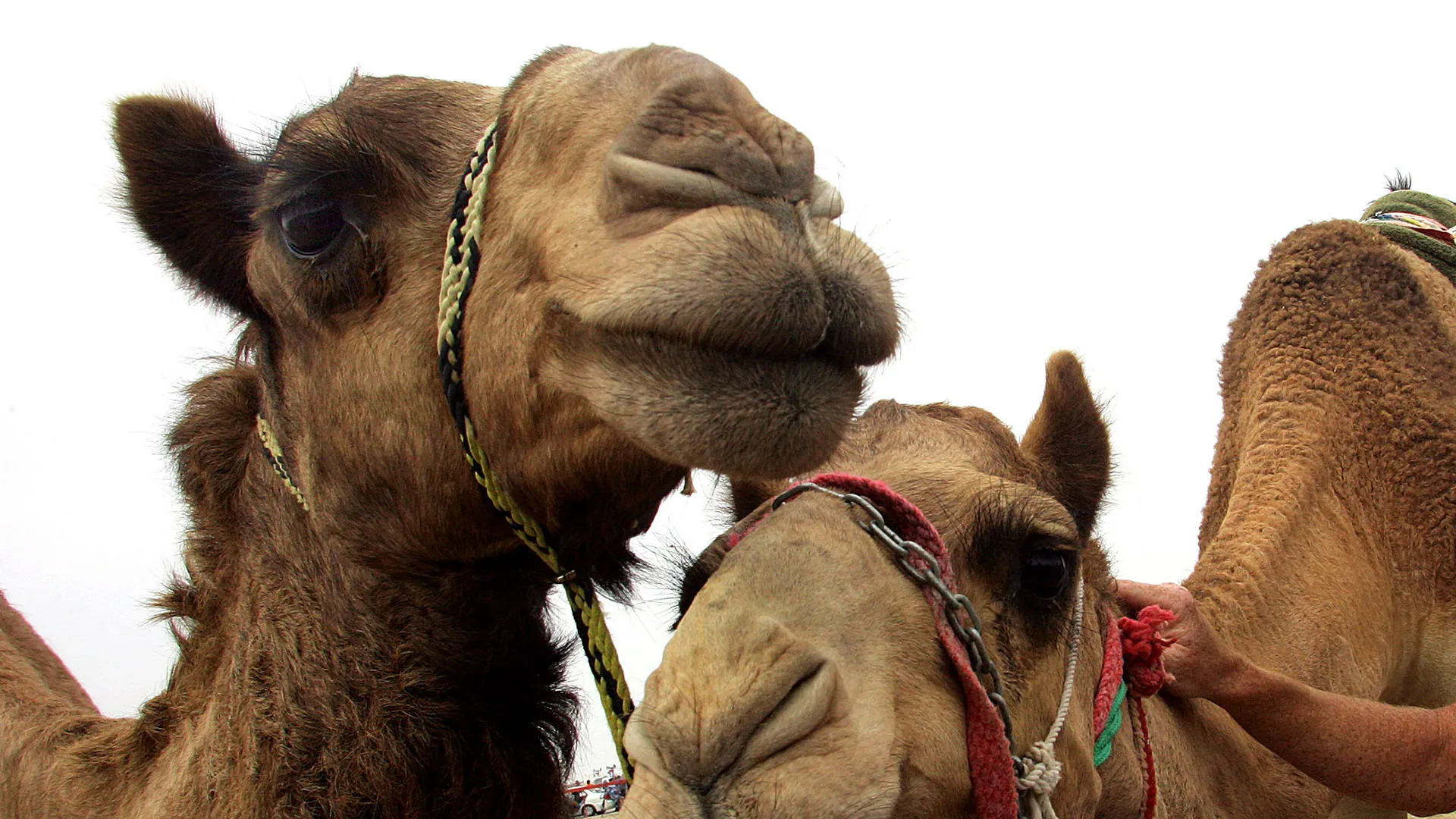 "Forse un giorno riuscirò a realizzare questo sogno"