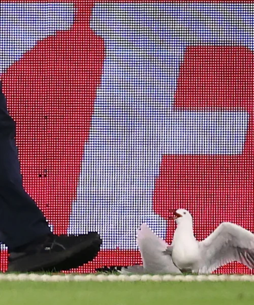 Il gabbiano ferito viene soccorso durante la partita: le foto