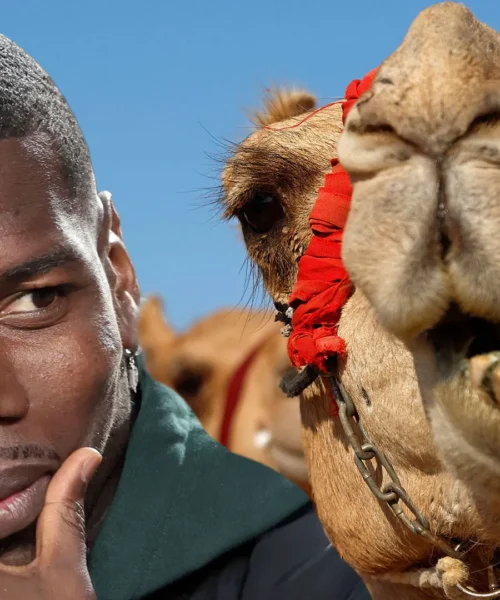 Pogba investe sulle corse di cammelli: “Voglio il più costoso del mondo”
