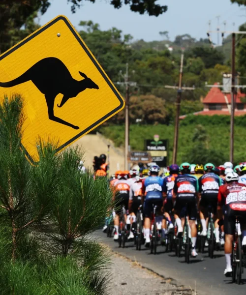 Panico al Tour Down Under: un canguro abbatte i ciclisti