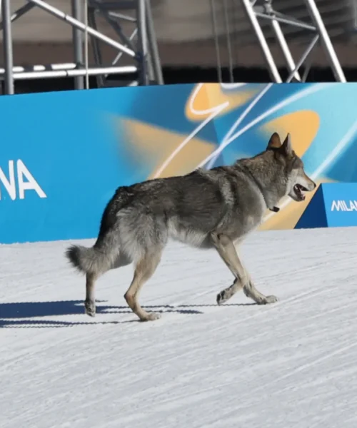 Un lupo entra in pista e insegue le atlete, spavento alle Olimpiadi