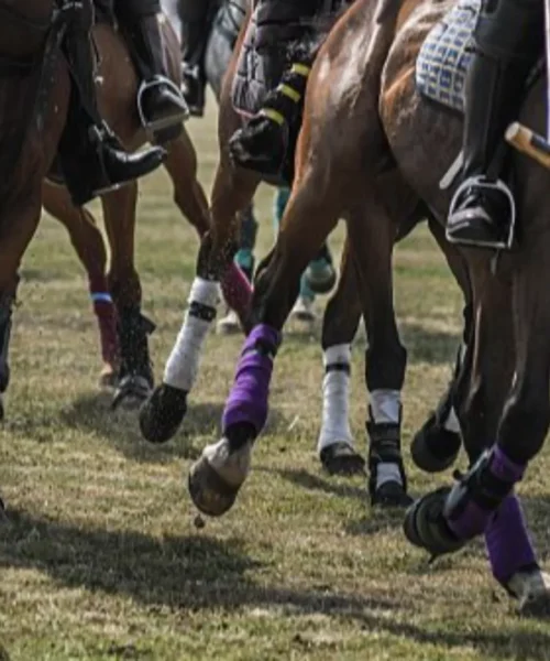 Polo, incidente mortale: deceduto a 32 anni per le ferite riportate