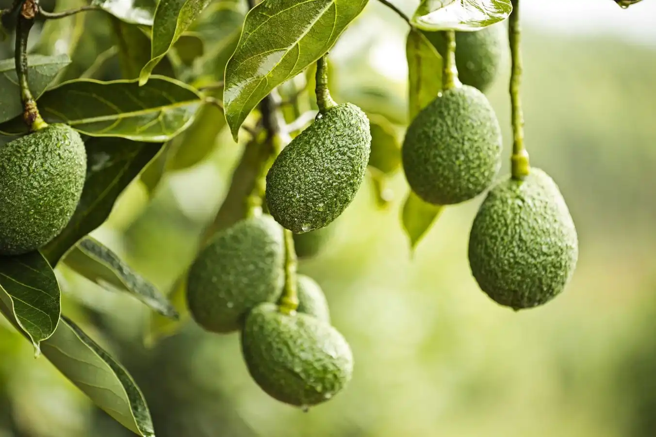 Avocado: 9 cose da sapere oltre a quelle che credi