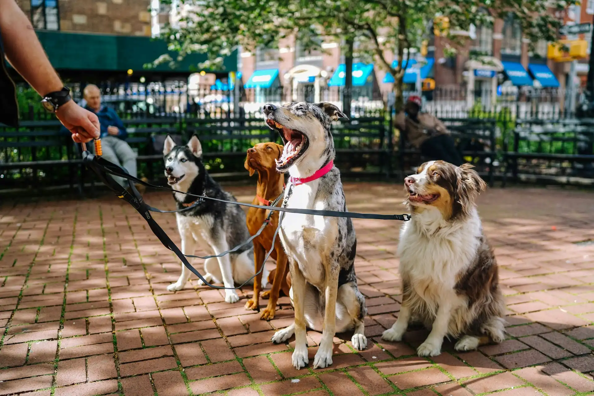 Viaggi con il tuo cane? Queste sono le città italiane più accoglienti con gli animali domestici