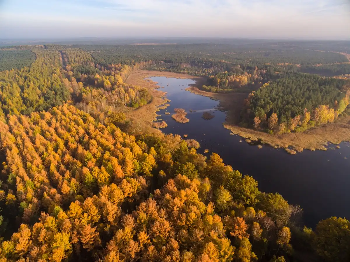 Il sentiero del foliage nella brughiera è magico: la Germania più bella in autunno