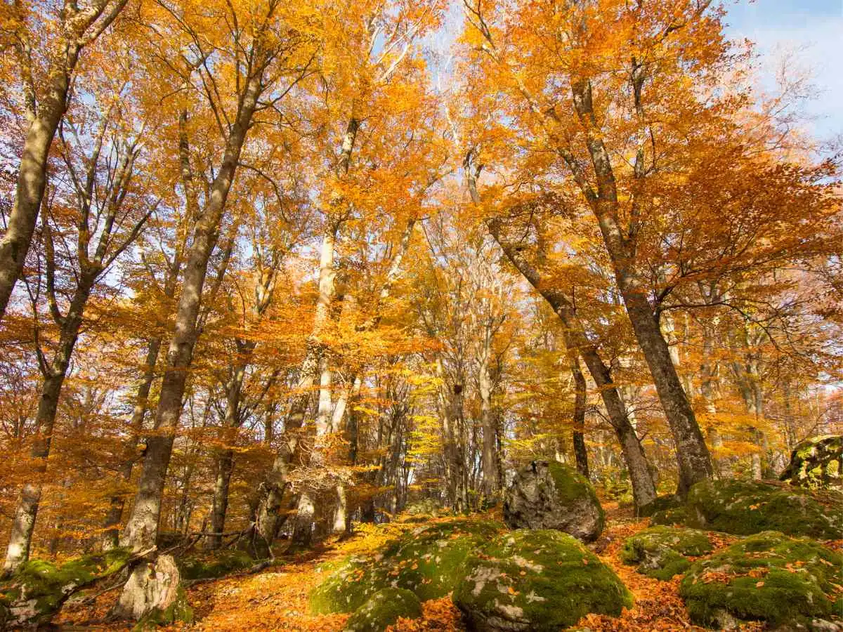 Nel Lazio c’è una faggeta patrimonio UNESCO che ogni autunno si trasforma in un incendio di colori