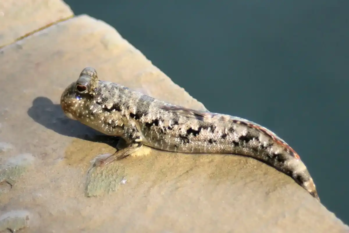 Il pesce di terra esiste davvero, ha pinne come braccia, occhi sporgenti e respira aria: il bizzarro saltafango