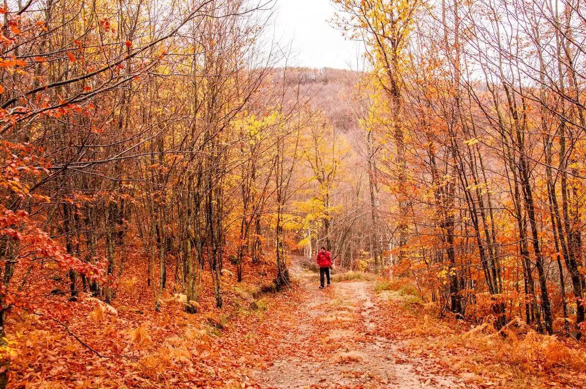 Castagneti, tartufo e un borgo abbandonato di scalpellini: ottobre in Appennino con le escursioni gratis