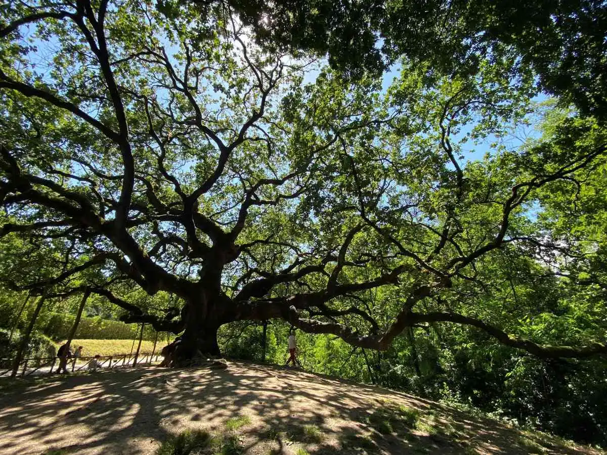 Ben 600 anni sotto lo stesso cielo: questo è l’albero più misterioso d’Italia, legato allo streghe