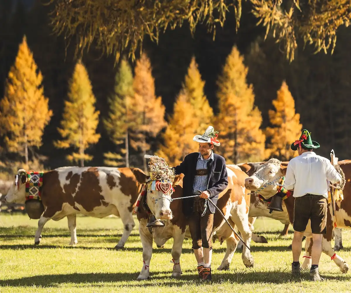 I larici dorati, il Kiehkemma e i segreti delle valli: la Valle Aurina in autunno