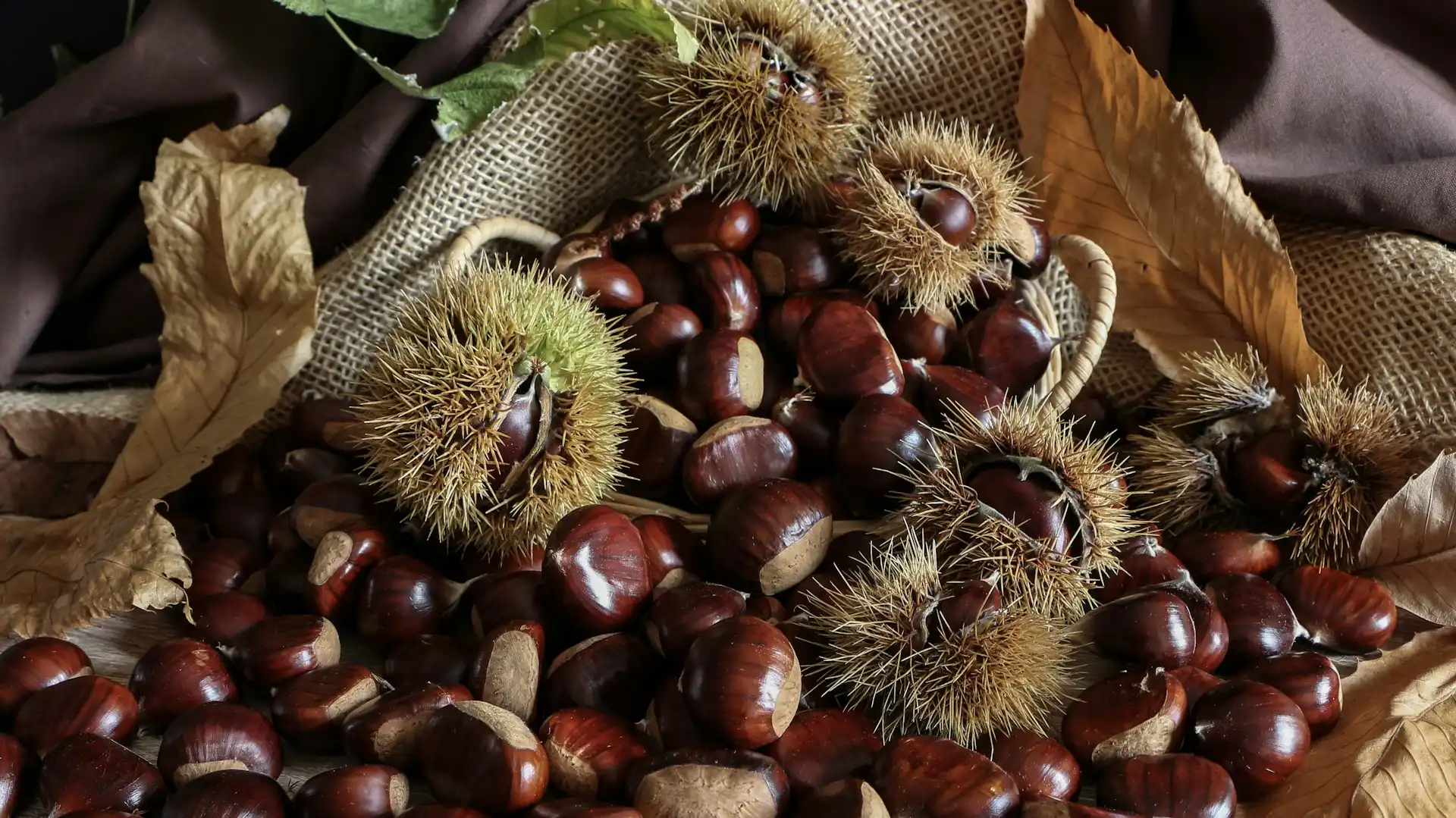 Le castagne più buone in Lombardia: le gite nei boschi dove raccoglierle da fare questo autunno