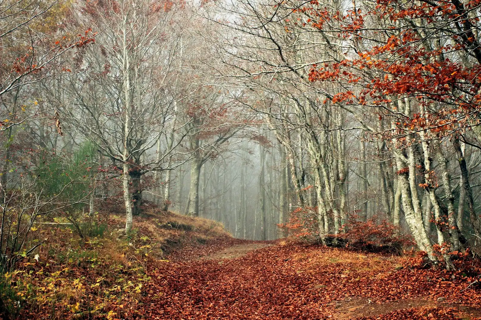Funghi, borghi e crinali silenziosi: l’autunno dell’Appennino Reggiano ti rigenera