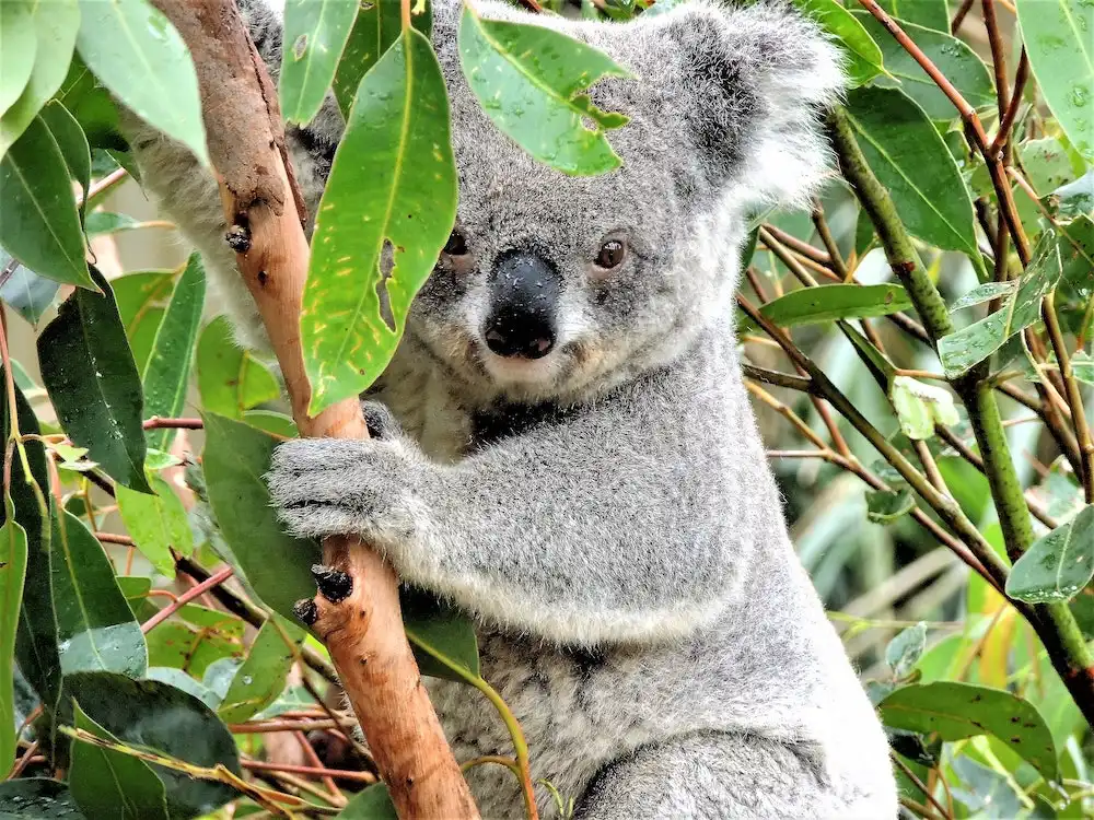Animali arrampicatori, il koala è a rischio estinzione, foto